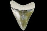 Serrated, Fossil Megalodon Tooth - Florida #110465-1